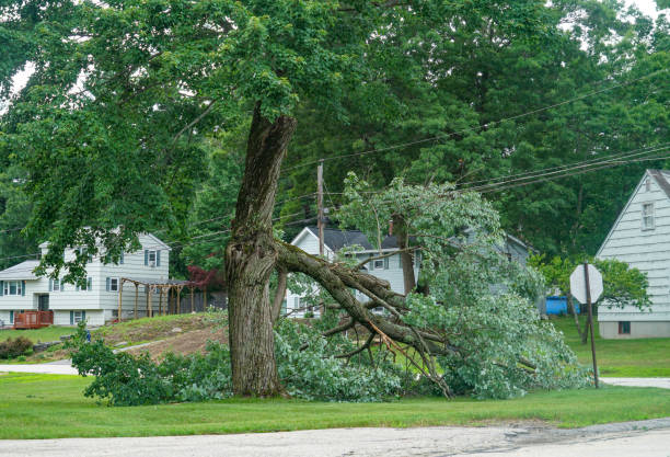 The Steps Involved in Our Tree Care Process in Tysons, VA